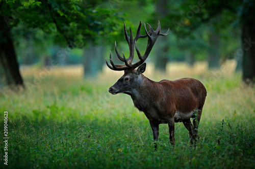 Deer, big animal in the nature forest habitat, Denmark. Wildlife scene form nature. Red deer stag, majestic powerful adult animal outside autumn forest.