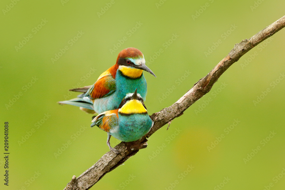 Obraz premium Animal love, European Bee-eaters mating on the branch with clear green and yellow background, Hungary. Action wildlife scene from nature. Birds in nature.