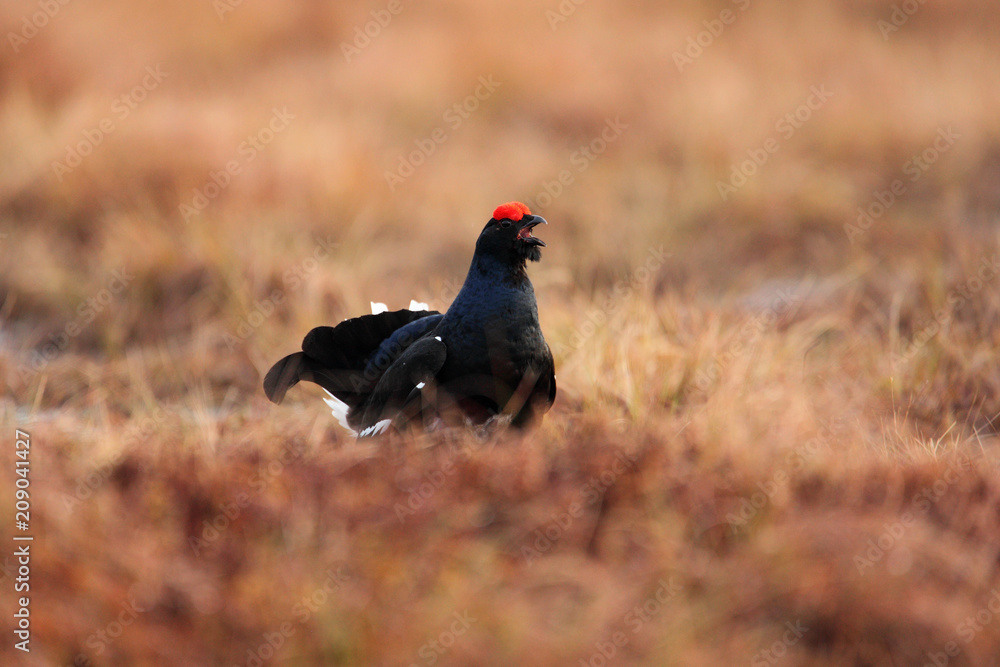 Black grouse on the meadow. Lekking nice bird Grouse, Tetrao tetrix, in marshland, Sweden. Cold spring in the nature. Wildlife scene from north Europe. Black bird with red crest, white tail. Black grouse on the meadow. Lekking nice bird Grouse, Tetrao tetrix, in marshland, Sweden. Cold spring in the nature. Wildlife scene from north Europe. Black bird with red crest, white tail.