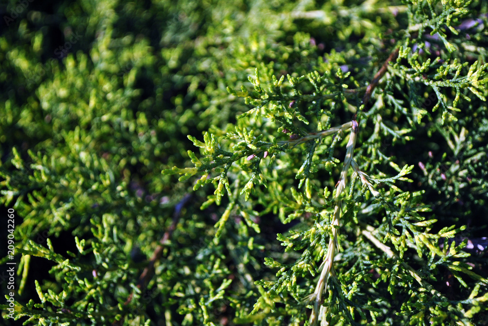 Green juniper twigs with needles, top view, soft blurry background Green juniper twigs with needles, top view, soft blurry background
