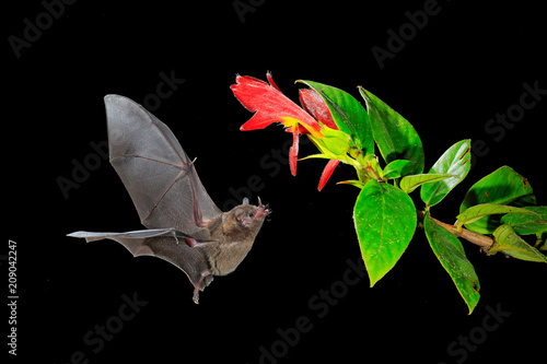 Night nature, Pallas's Long-Tongued Bat, Glossophaga soricina, flying bat in dark night. Nocturnal animal in flight with red feed flower. Wildlife action scene from tropic nature, Costa Rica.