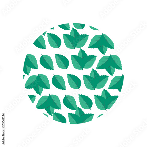 Leaf herbal spearmint plant. Mint leaf vector illustration