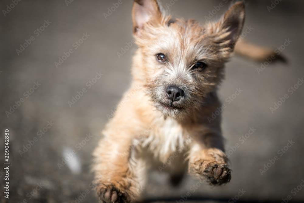jumping dog jumping dog