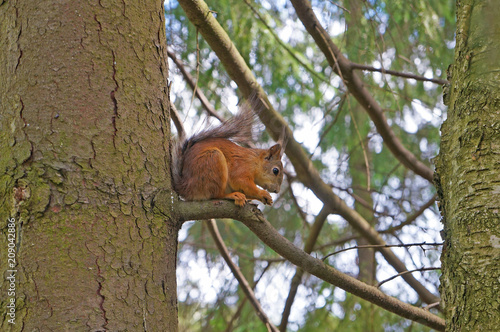 Red squirrel sits sideways on a branch against a background of green trees © RuskaDesign