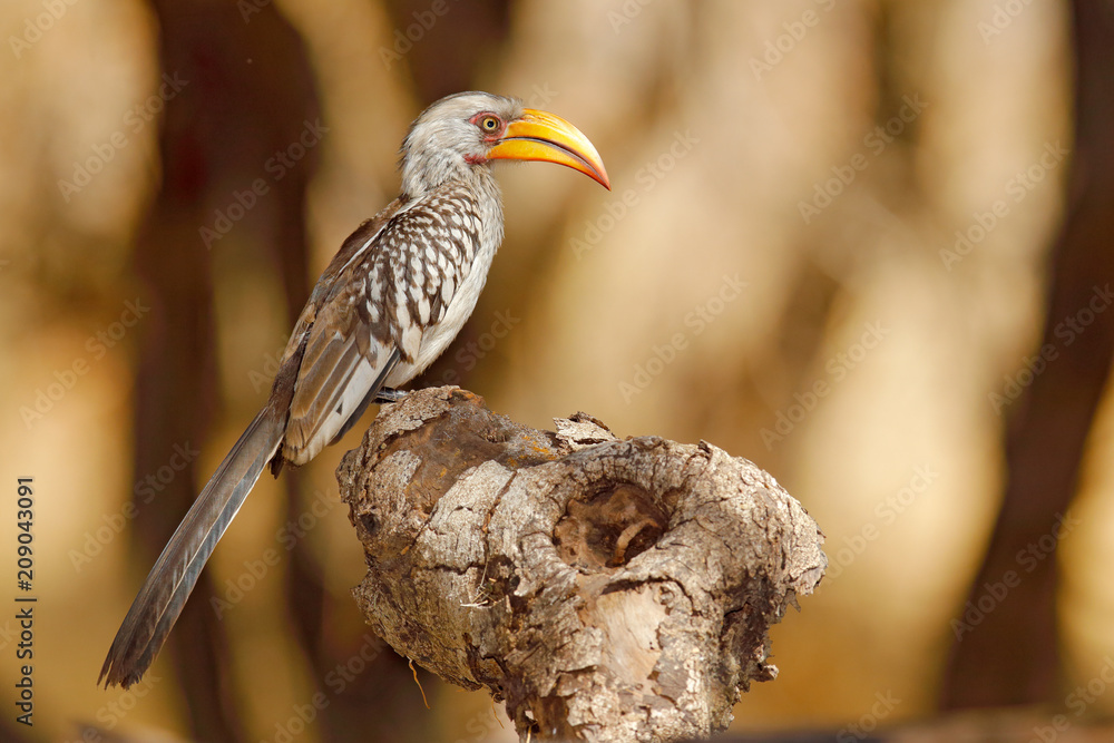 Obraz premium Big bill bird from Africa. Southern Yellow-billed Hornbill, Tockus leucomelas, portrait of grey and black bird with big yellow bill, Botswana, Africa