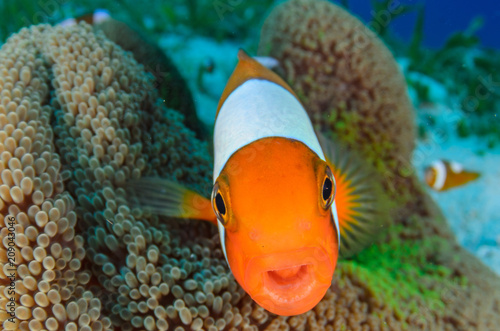 Clownfish photo