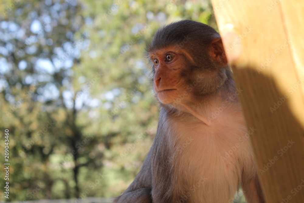 Naklejka premium singe