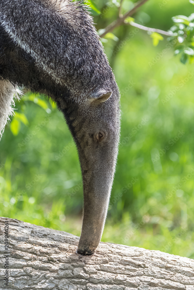 Giant Anteater, animal eating ants in a tree trunk Stock Photo | Adobe Stock