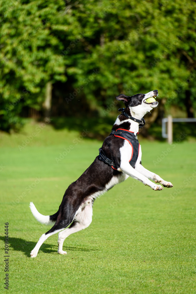 Black & white dog, catching a tennis ball in the park