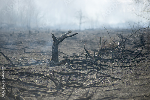 Fotografía burned stump after the fire