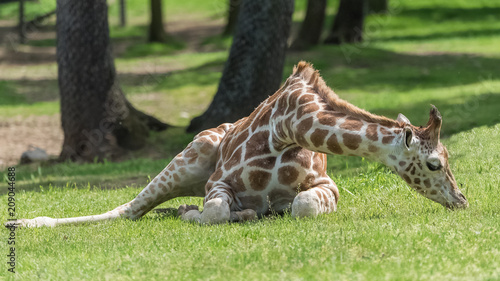 Baby giraffe lying on the ground  eating grass  