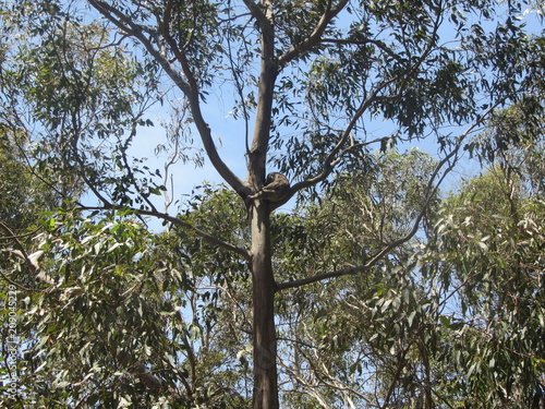 Park Australia VIC nature koala