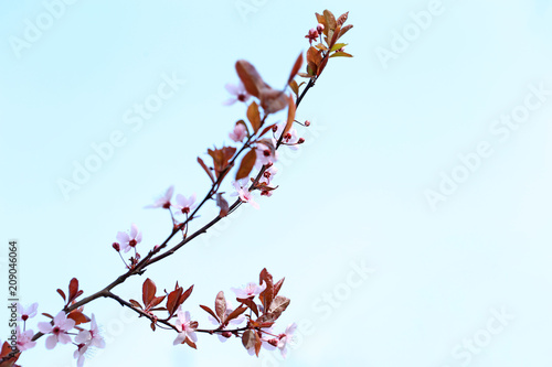 Beautiful blossoming branches on sky background