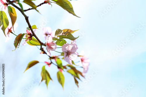 Branch of beautiful blossoming tree on sky background