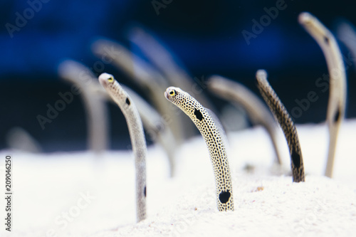 Photography Cute spotted garden eels are out of sand