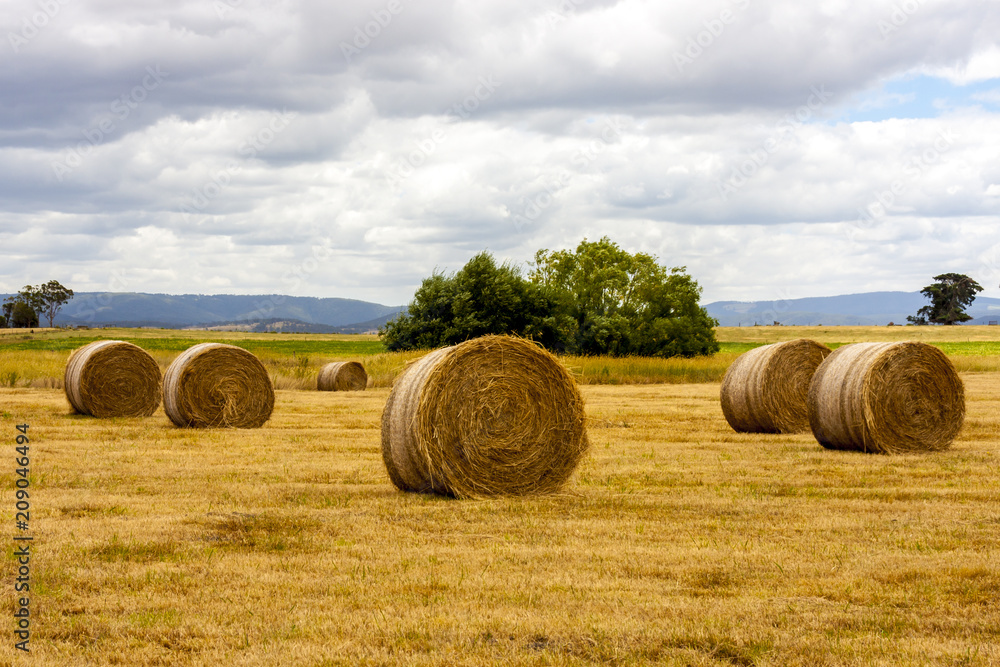 Ripe haystacks of wheat, Western Australia.