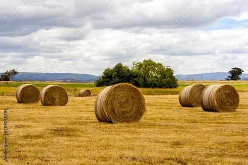 Obraz na plátně Ripe haystacks of wheat, Western Australia.