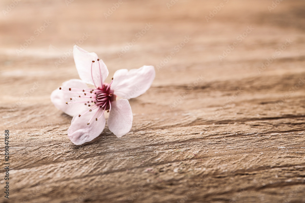 Beautiful flower on wooden background Beautiful flower on wooden background