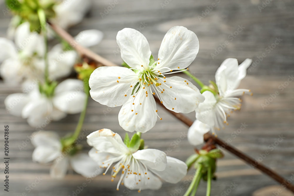 Fototapeta premium Beautiful blossoming branch on wooden background, closeup