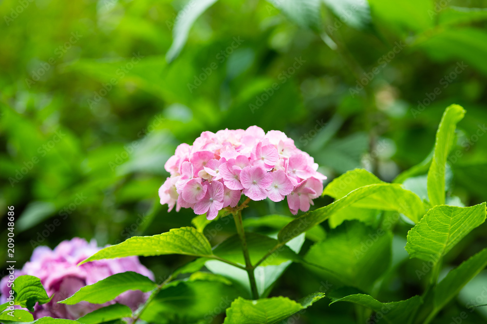 ピンク色のあじさいの花のアップ ピンク色のあじさいの花のアップ