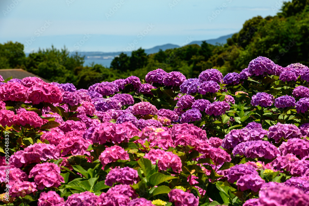 紫陽花と空 紫陽花と空