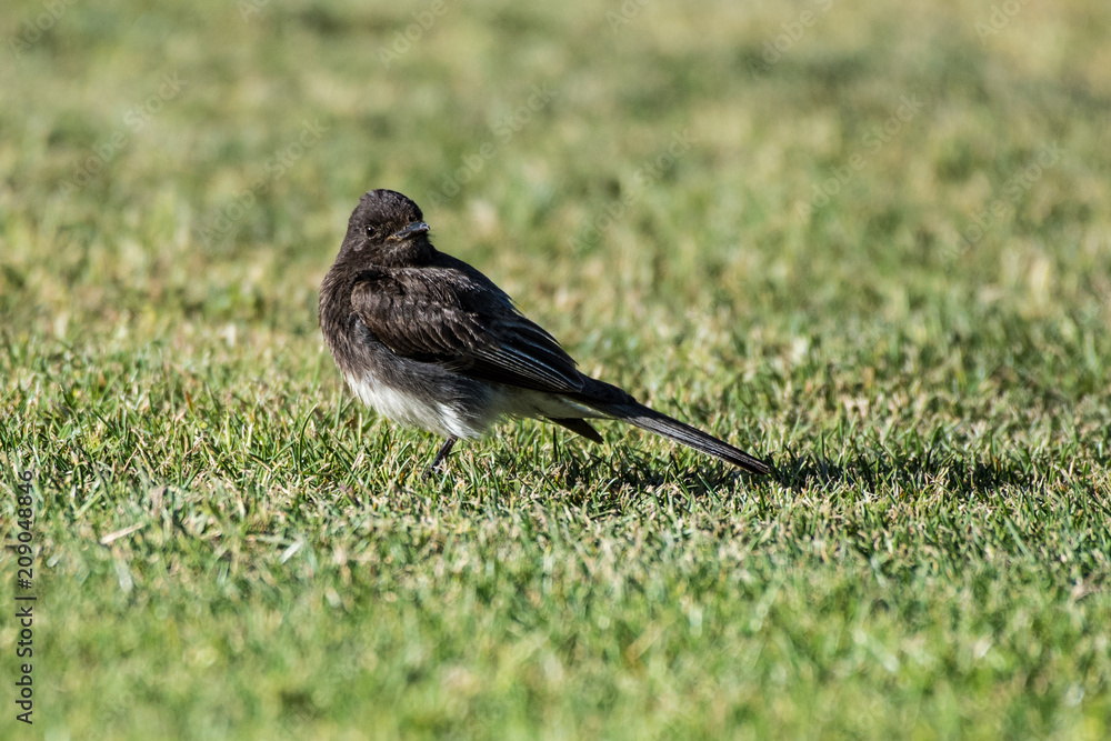 Obraz premium Dark brown sparrow settled onto the grass with head turned looking over feathers of his body.