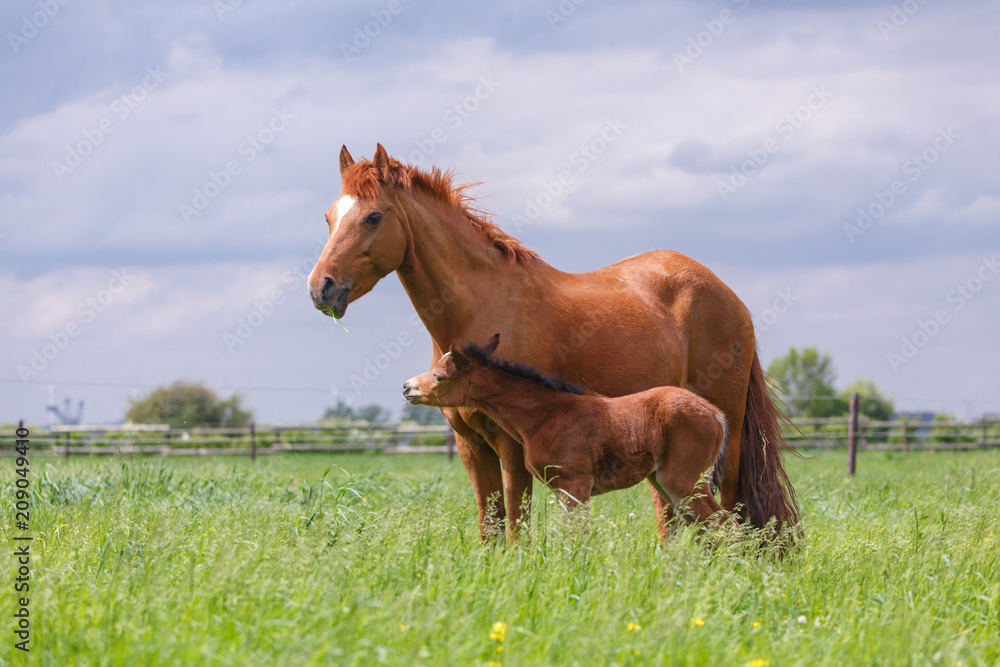 Fototapeta premium Klacz ze źrebakiem