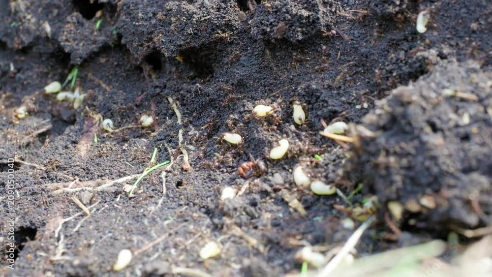 Ants crawling in the anthill. Macro. Ants on an anthill Ants crawling in the anthill. Macro. Ants on an anthill