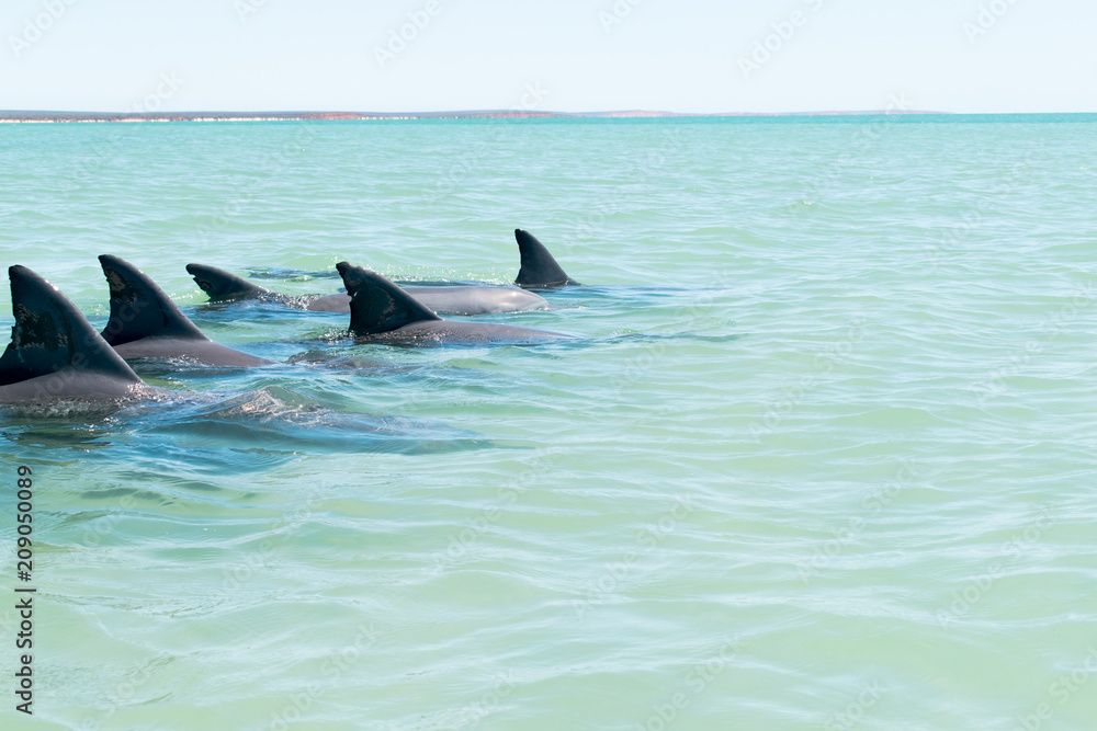 Fototapeta premium Monkey Mia Dolphins