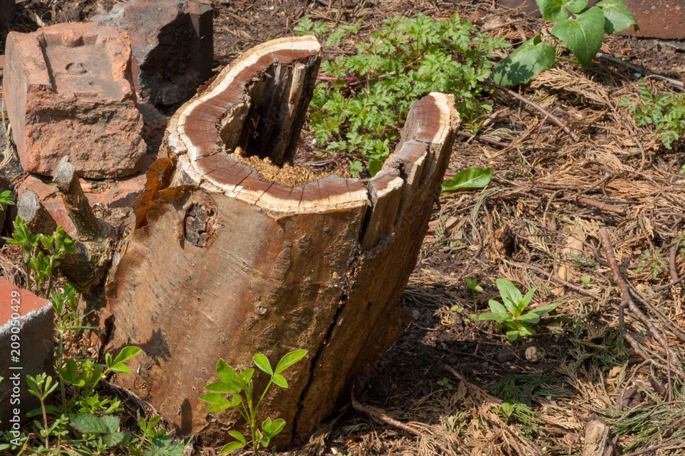 Fototapeta premium Damaged Tree Stump