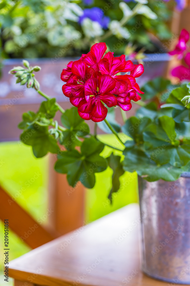 Geraniums and flower decoration in pots on the terrace.
Geraniums and flower decoration in pots on the terrace.