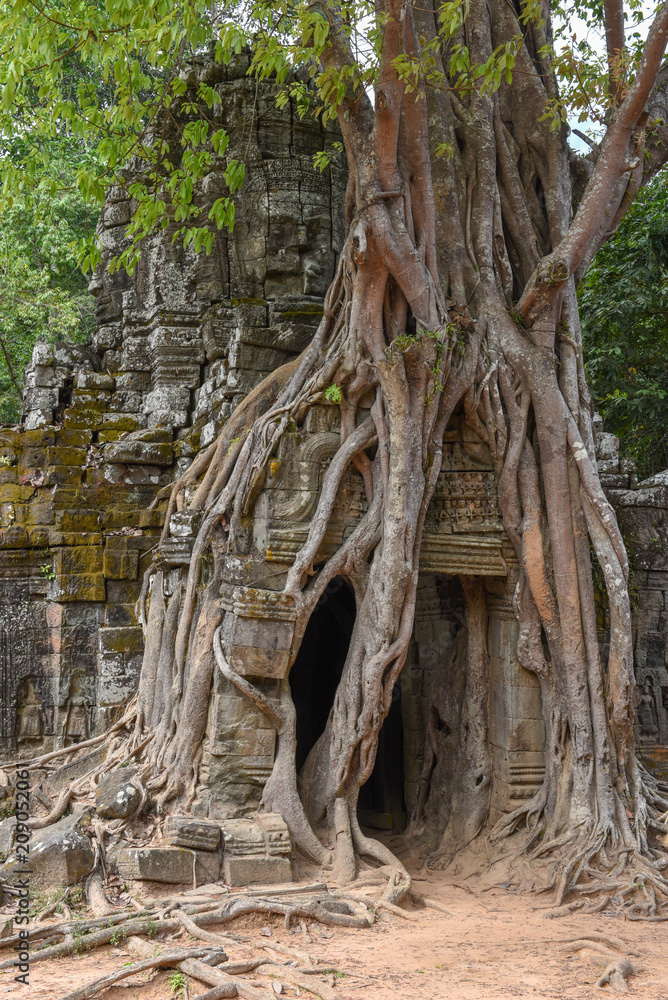 Tropical tree on Ta Som temple at Angkor complex Tropical tree on Ta Som temple at Angkor complex
