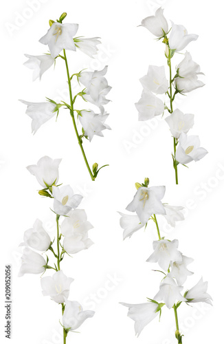 four white large isolated bellflowers set