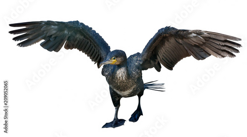 Obraz na plátně dark cormorant with open wings on white