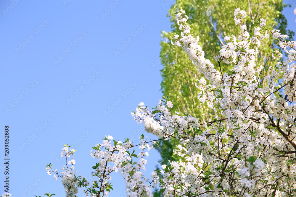 Beautiful blossoming tree branches on sky background Beautiful blossoming tree branches on sky background