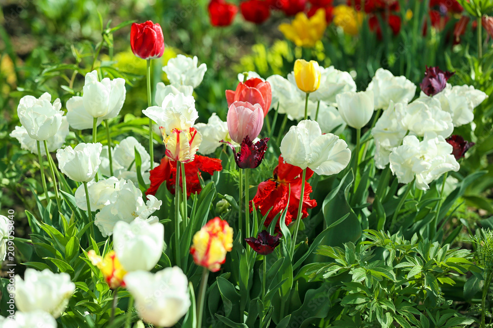 Fototapeta premium Beautiful blossoming tulips outdoors