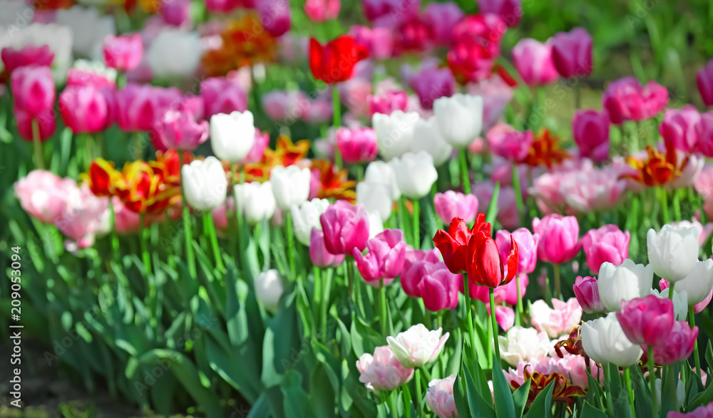 Beautiful blossoming tulips outdoors