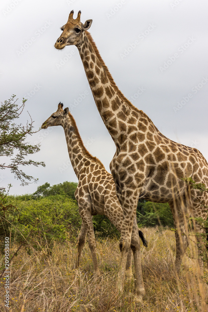 Geraffe standing in the field