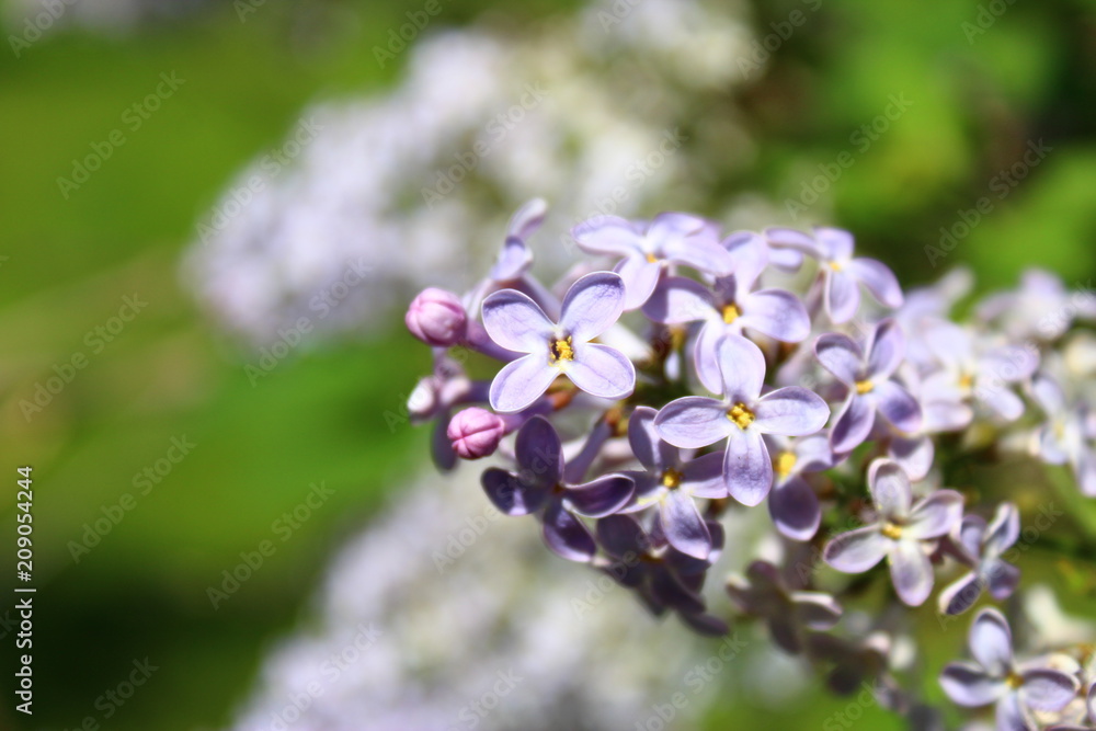 lilac lilac