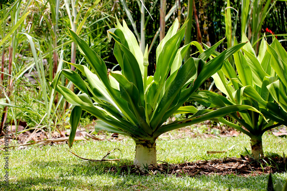 Crinum Asiaticum (Bulbe Exotique) Stock Photo | Adobe Stock