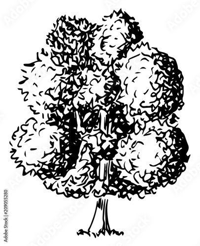 von hand gezeichneter Laubbaum 