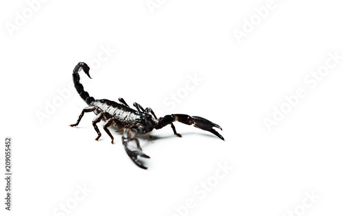 Scorpion isolated on white.