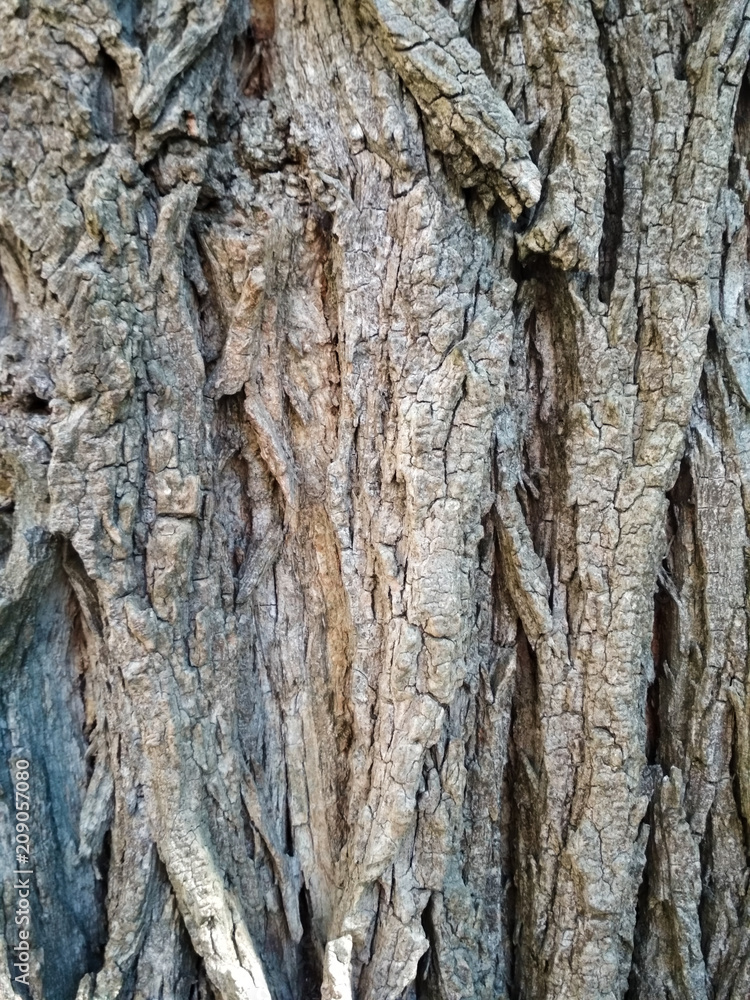 Tree bark vertical photo texture background. Tree bark vertical photo texture background.