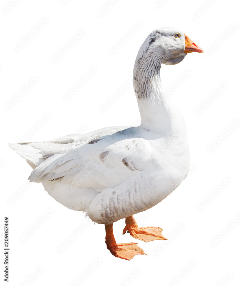 isolated on white light grey goose isolated on white light grey goose