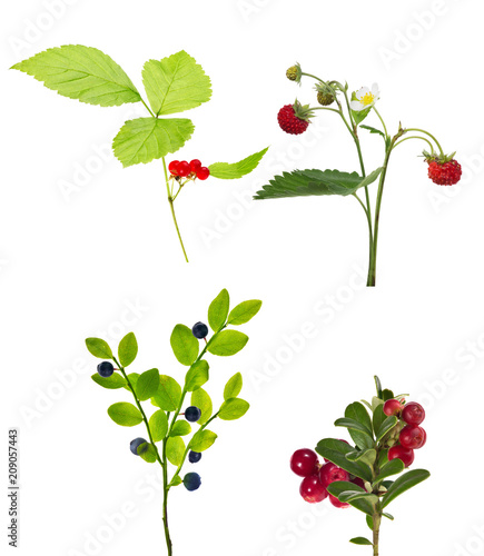 set of four isolated forest berries photo