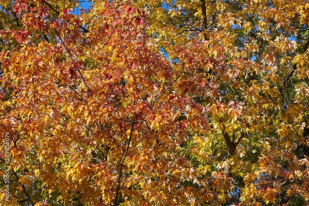 Autumn tree leaves Autumn tree leaves
