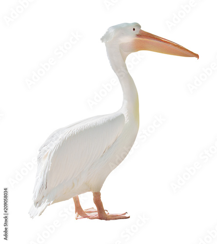 large standing pelican isolated on white