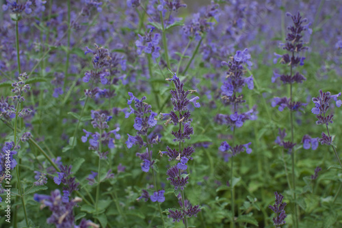 A huge lavender field