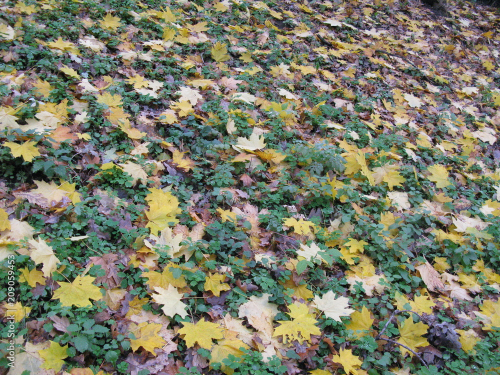 autumn cover
