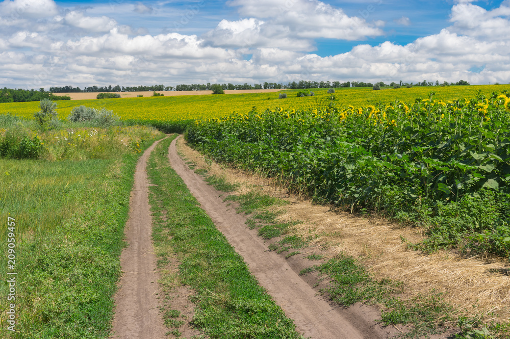Summer landscape with an earth road between meadow and flowering sunflower field near Dnipro city in central Ukraine